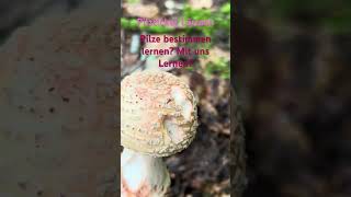 "Perlpilze" in Mengen! Pilzticker Lörrach  Speisepilze für Fortgeschrittene Juli 2024 ##fungi #natur