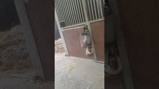 Собака, сильно подозревака. #dog #dogs #animals #nature #short #shorts #собака #собакен #животные