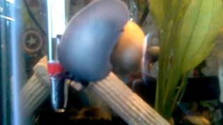 Mystery Snail using breathing tube