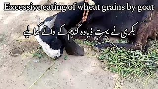 bakri ne gandam k danay kha liye