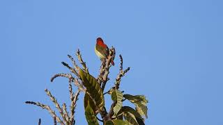 Fire-tailed sunbird, Eaglenest, Arunachal Pradesh, March 24