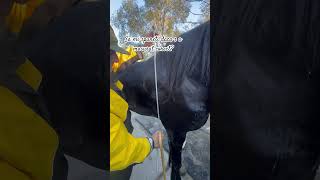 Armasar friesian masurat inaltime