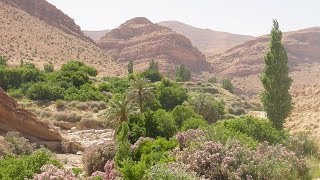 الجلفة من أجمل ما أنجبت فيض البطمة