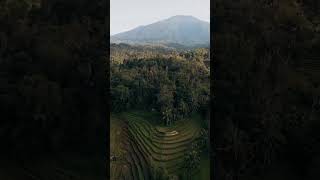 Bali ricefield view and mount Batukaru #baliviral