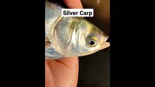 Silver carp fish in hand