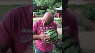 What is the Watermelon Saying?