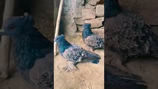 Frillback Pigeon Pair|| #foryou #viralvideo #viral #youtubeshorts #ytshorts #trending #reels