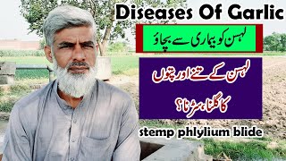 Garlic Disease(Stem Phylium Blight) -Lehsan Disease | Garlic Disease Control | Lahsan Ki Kasht