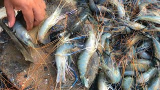 Fastest prawn cutting at fish market || Amazing fish cutting style