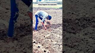 Majduron se lagvayi pyaj #trending #sorts #vlog #love #viral #video