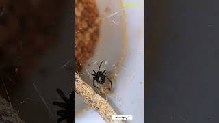 Aranha falsa-viúva Vs. Mosquito #shorts #animal #vs #insects