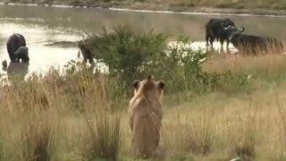 Six Male Lions Attack Buffalo Just Because They Can