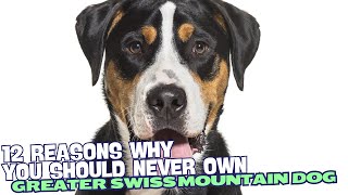 12 Reasons Why You Should Never Own a Greater Swiss Mountain Dog 🚫