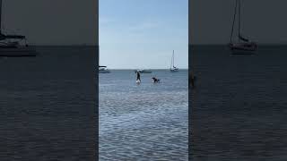 Playing with Goldie in Sandringham Harbour