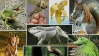 Gli Animali, Si Evolvono ?