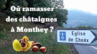 Où ramasser des châtaignes à Monthey