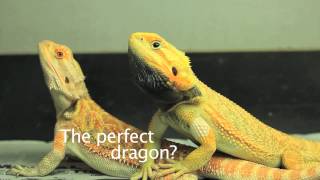 BloodBank Dragons "The Perfect Dragon"