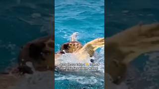 Check Out These Sea Turtles Fighting! #shorts #explore #fishing #trending #outdoors #animals #viral