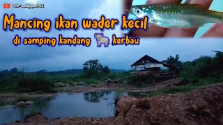 MANCING IKAN BARENG KERBAU