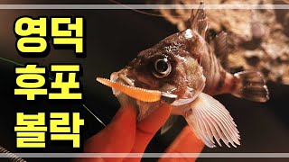 영덕 후포 볼락 루어 낚시