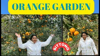 Orange Garden Sittong || Darjeeling Trip || Offbeat North Bengal Tour || Mitas Diary ||