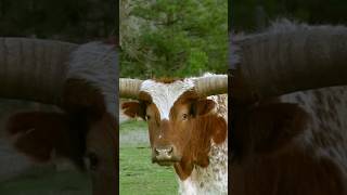 Did you know bulls are as fast as they are powerful? 🐂 🌟 #bull #toro #farmer #wildlife #funfacts