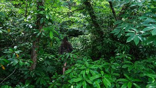 Machakhela National Park - Raw Hiking (Dunga's Waterfall trail)