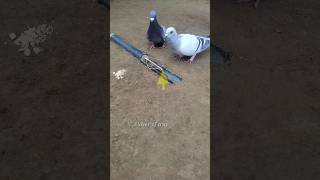 Pigeon trap | best bird trap easy homemade #shorts #youtubeshorts