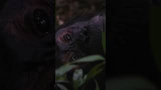 The Chimps of Kibale National Park - Uganda