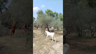 Goats are grazing in the Thar Desert #ytshorts #goats #thar #goatlove #goatfarm #formlife #shorts