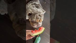 Barkley’s favorite snack! #bulldog  #englishbulldog 🍉