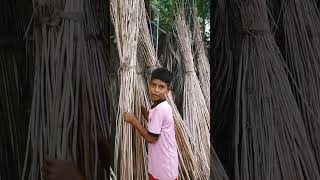 পাটকাঠি কে শরীয়তপুরে বলা হয় হমাইল। #shortsvideo #nature #shariatpur