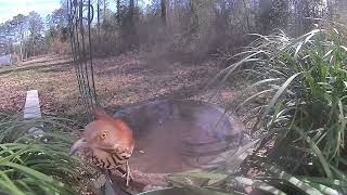 Feb 27 2022 Daily Backyard Birds UNEDITED Birdfy Cam #caughtonNetvue