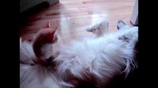 Kitten Hangs Out On Dog's Tummy! Thinks she's a fuzzy bed!