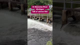 Manestee river michigan full of fish😲 #short #shorts #shortvideo #salmonfish #river #fish #fyp