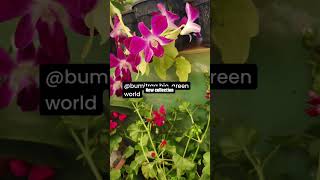 ஆடி மாத சிறப்பு விற்பனை புமிற்றா  காண புதிய வரவு செடிகள்..... #tamil #rap  #plants #gardenflowers