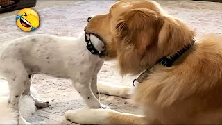 Funny Animal Videos - 🐾Your 1 Hour Dose of Hilarious Dogs & Cats😂🐶🐱