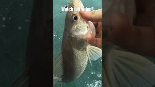 Watch full video!!#fishingequipment #blackhills #icefish #tipup #tipups #walleye #ormandam #walleyes