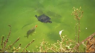 Carpes au boilies. Vous regardez ces carpes comme ils luttent pour les boilies.