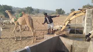 Getting water from Dug well through Camel in Tharparkar Drsert.