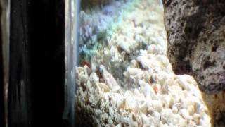 Jawfish