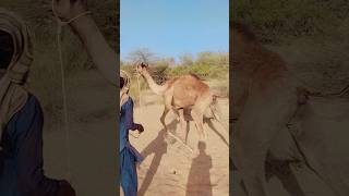 camel feel alone #viral #animals #wildlife #nature #short الجمل يشعر بالوحدة