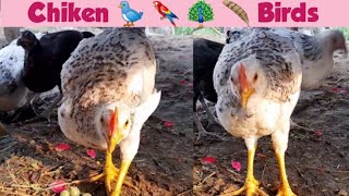 Baby chicken Birds  🐦 video,Chicken Birds voice || Chicken  voice || Chicken music||