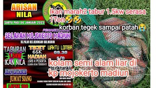 lomba ikan nila di kp mojokerto madiun .. panen ikan .. straik bertubi2😁