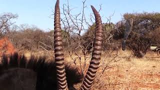 Sable up close in South Africa-Giving Back TV