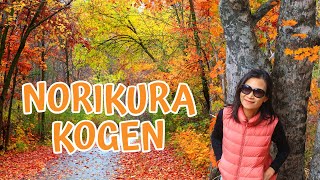 Norikura Kogen's Autumn Wonderland: Exploring Fall Foliage in Zengoro Falls and Great Maple Tree