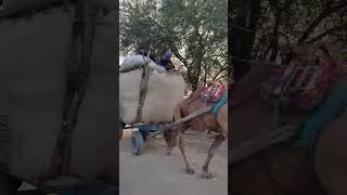 Camel in Village  || Framer Working with Camel || #Shorts #shorts