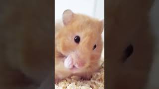 Hamster cleans himself in slow motion 😍