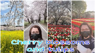 Springtime in Japan (Hanami or Flower viewing) | Sakura and Tulips