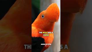 Andean Cock of the Rock | One Of The Most Unique Bird On Earth #shorts